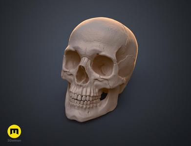 Skull