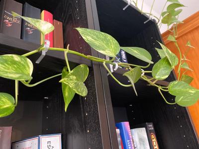 Rankhilfe Regalbrett