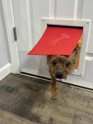 Dog Pet Door for XL printer peoples