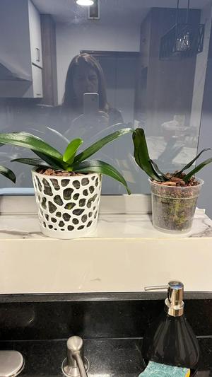 Voronoi Pot For Plants