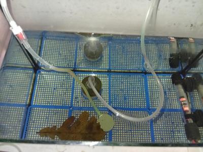Aquarium grill to protect eggs from fish.
