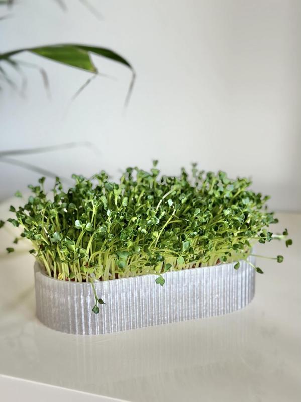 Microgreens hydroponic tray