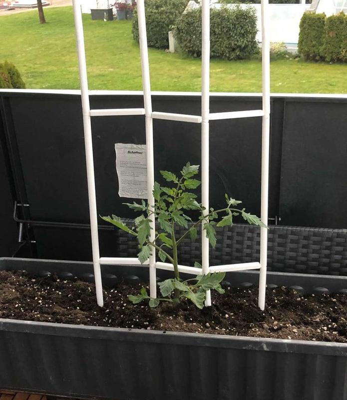 Blumenstütze - plant support