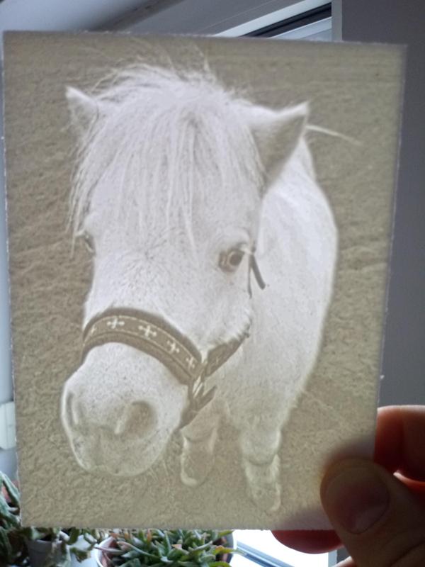Cute shetland pony lithophane